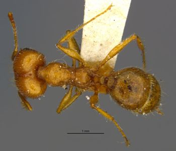 Media type: image;   Entomology 35626 Aspect: habitus dorsal view